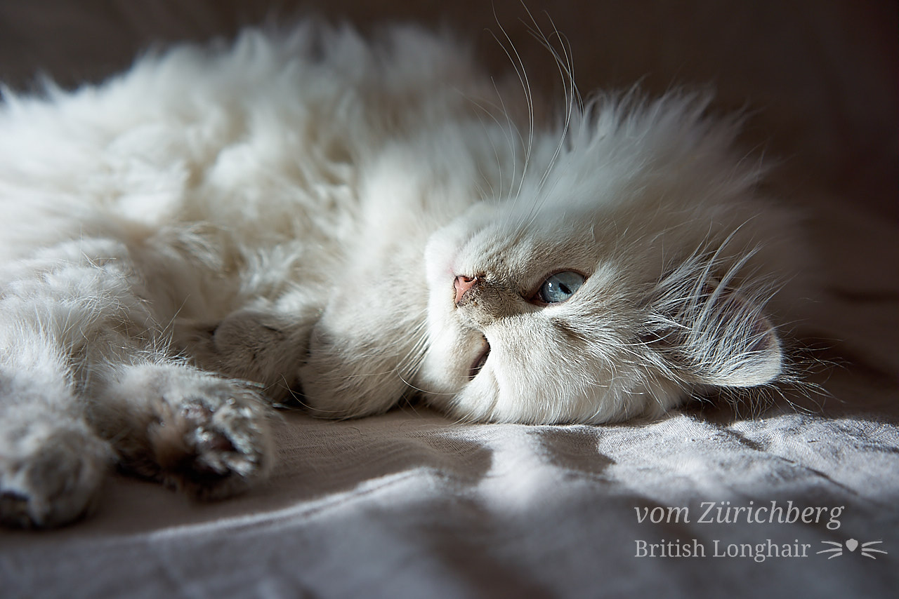 British_2016-10-005