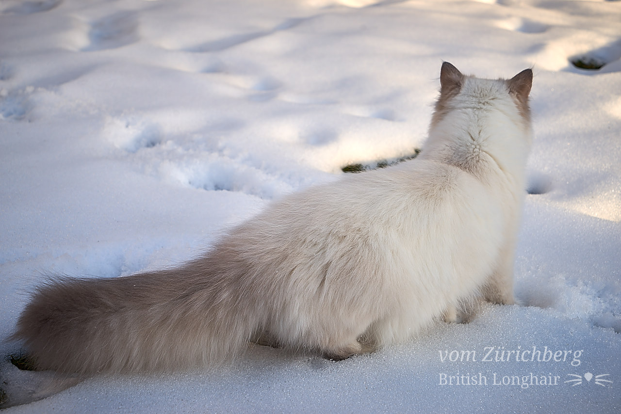 British_2017-01-030