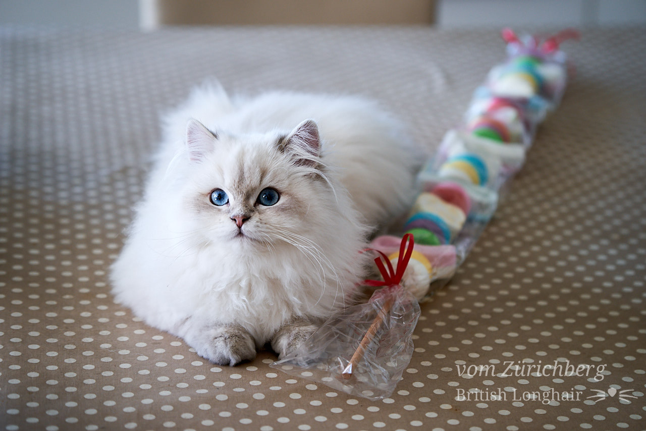 Marin candy cat 1