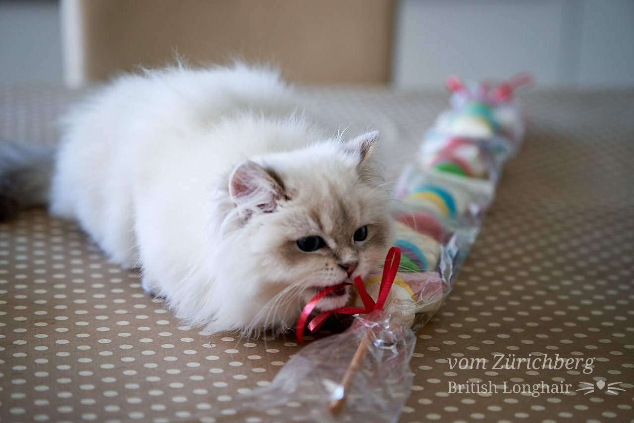 Marin candy cat 2