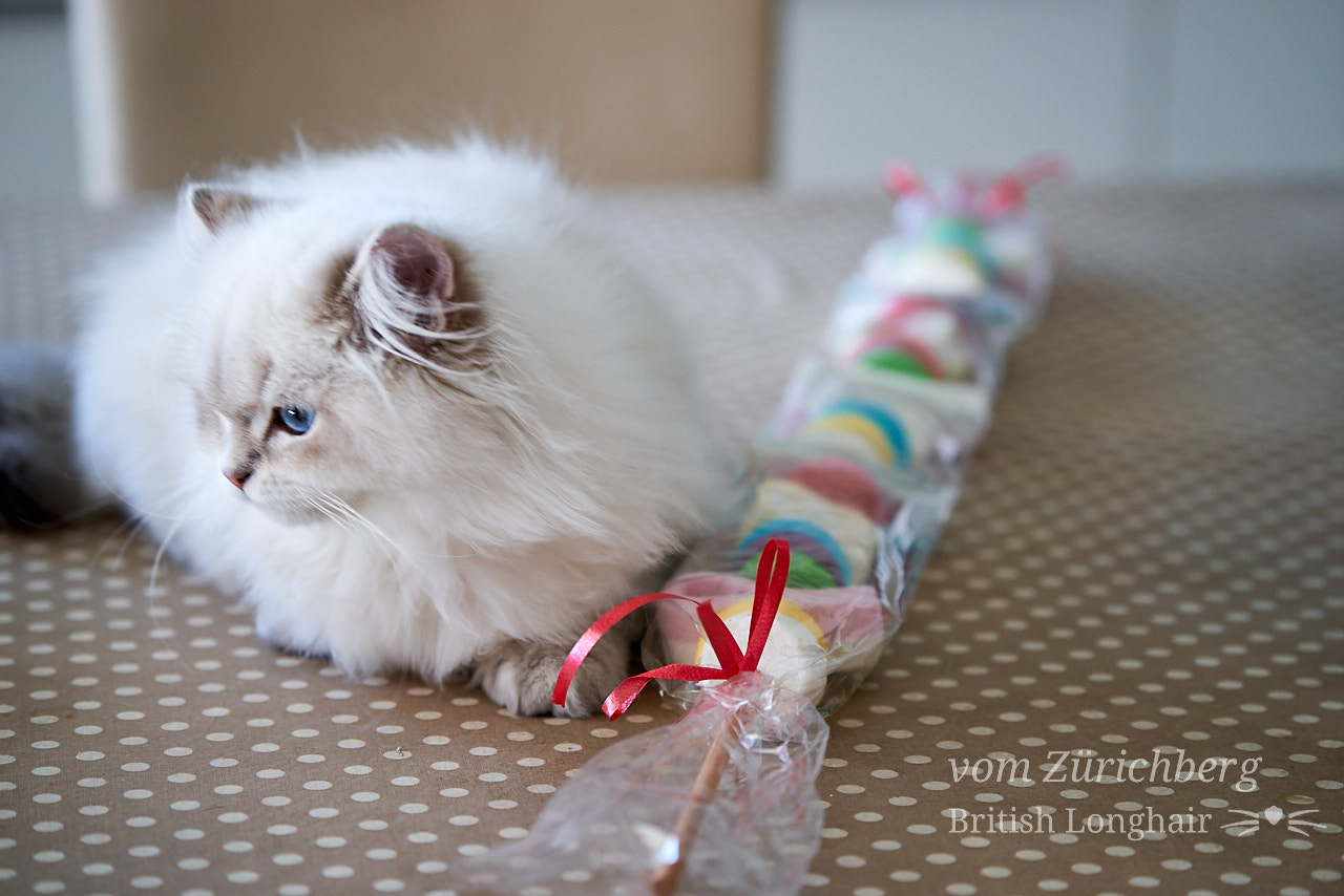 Marin candy cat 3
