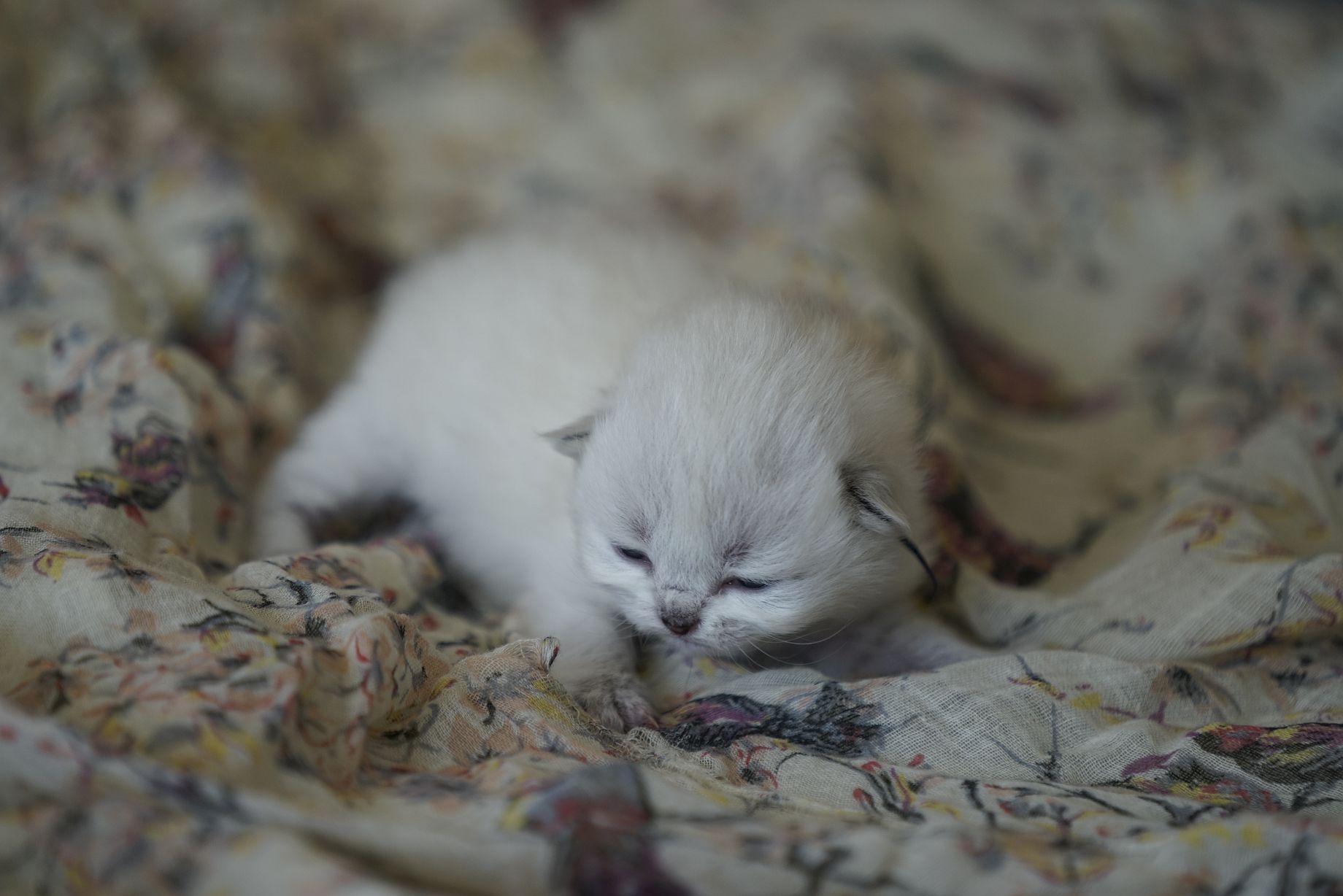 Kittens British Malice 4