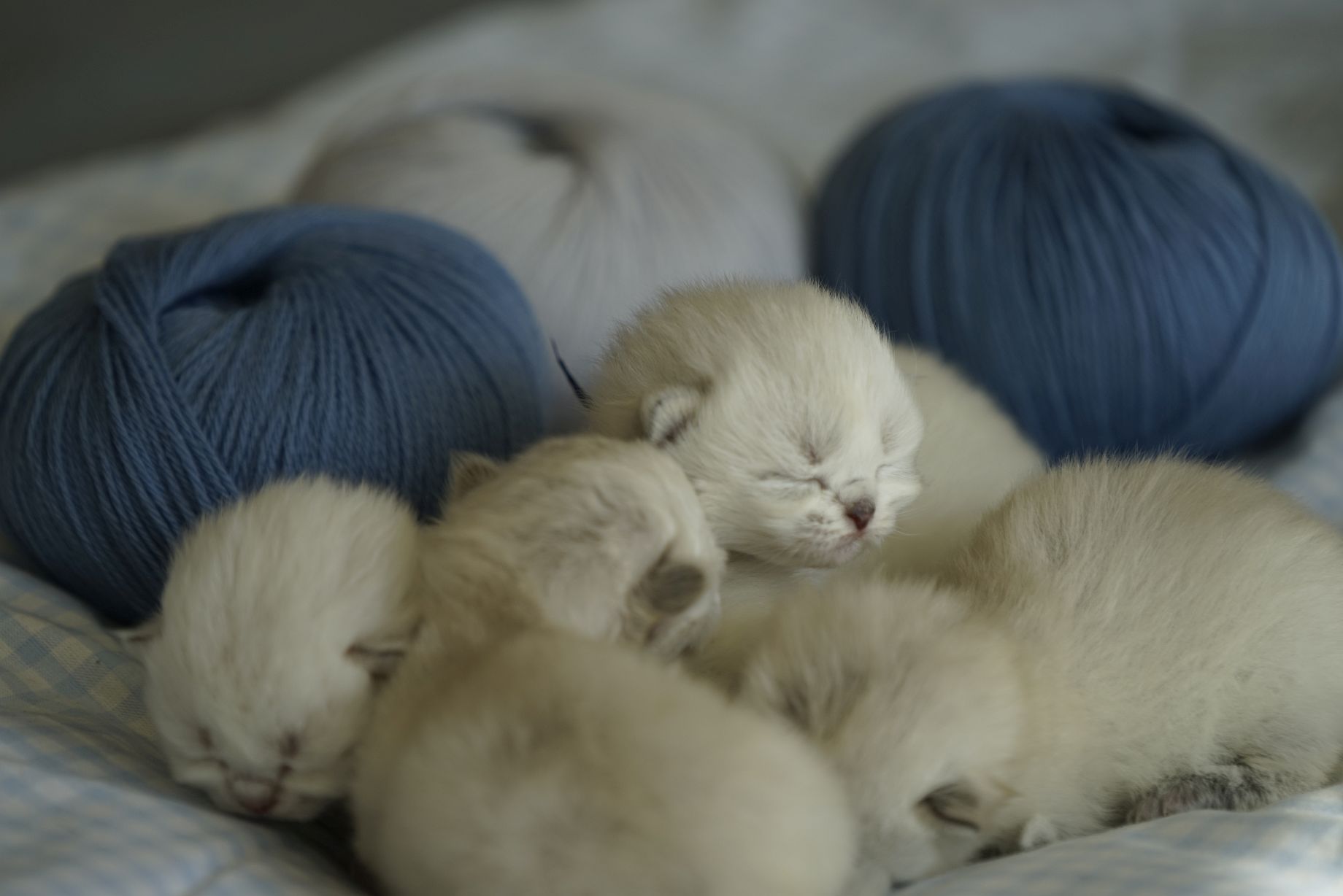 Kittens British Malice 1