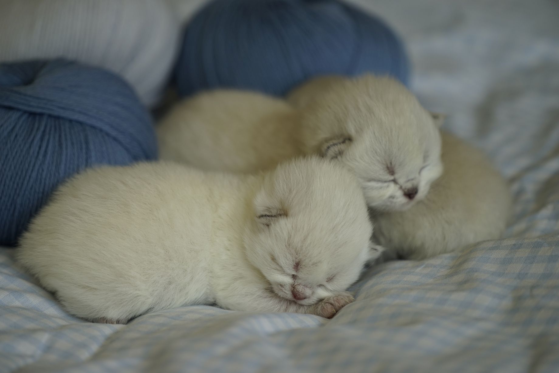 Kittens British Malice 3