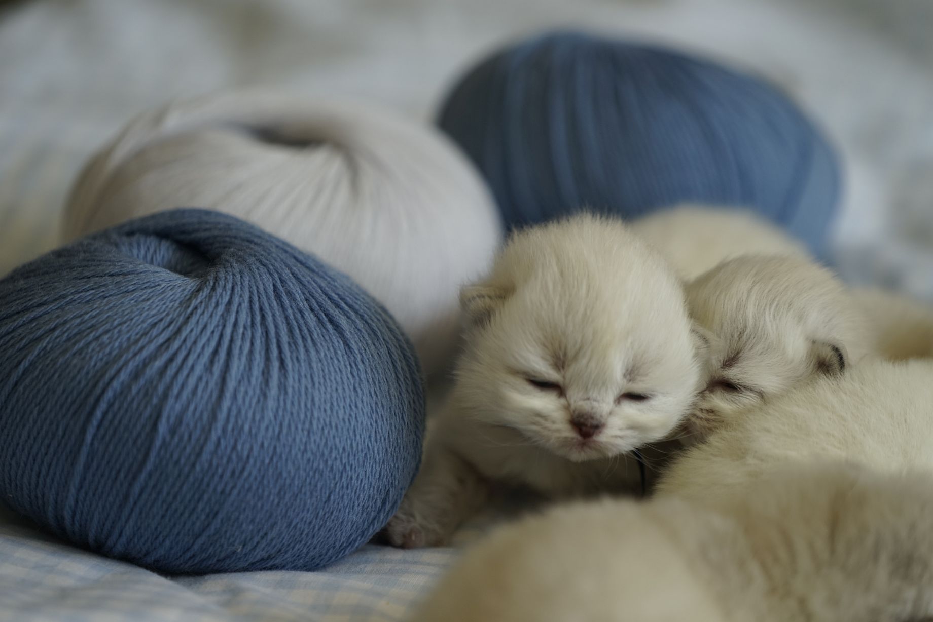 Kittens British Malice 2