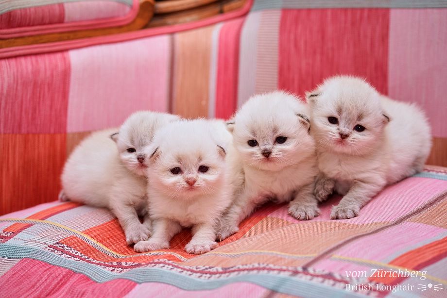 Chatons Malice 22