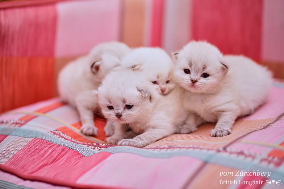 Chatons Malice 23