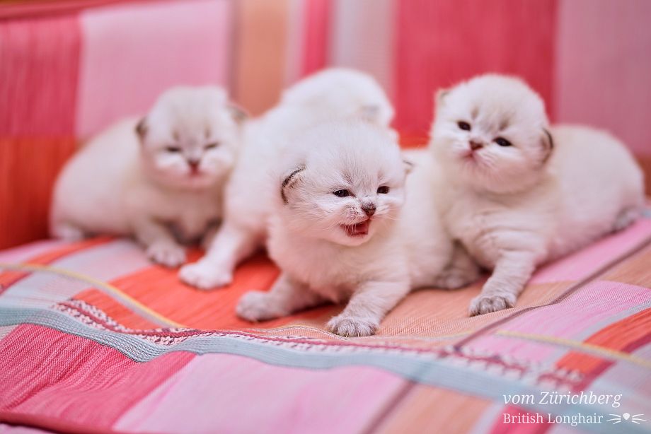 Chatons Malice 24