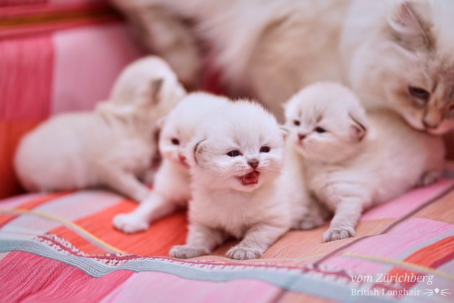Chatons Malice 25