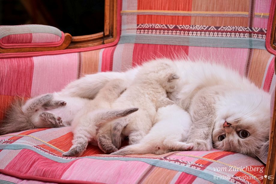 Chatons Malice_2017-09-025s