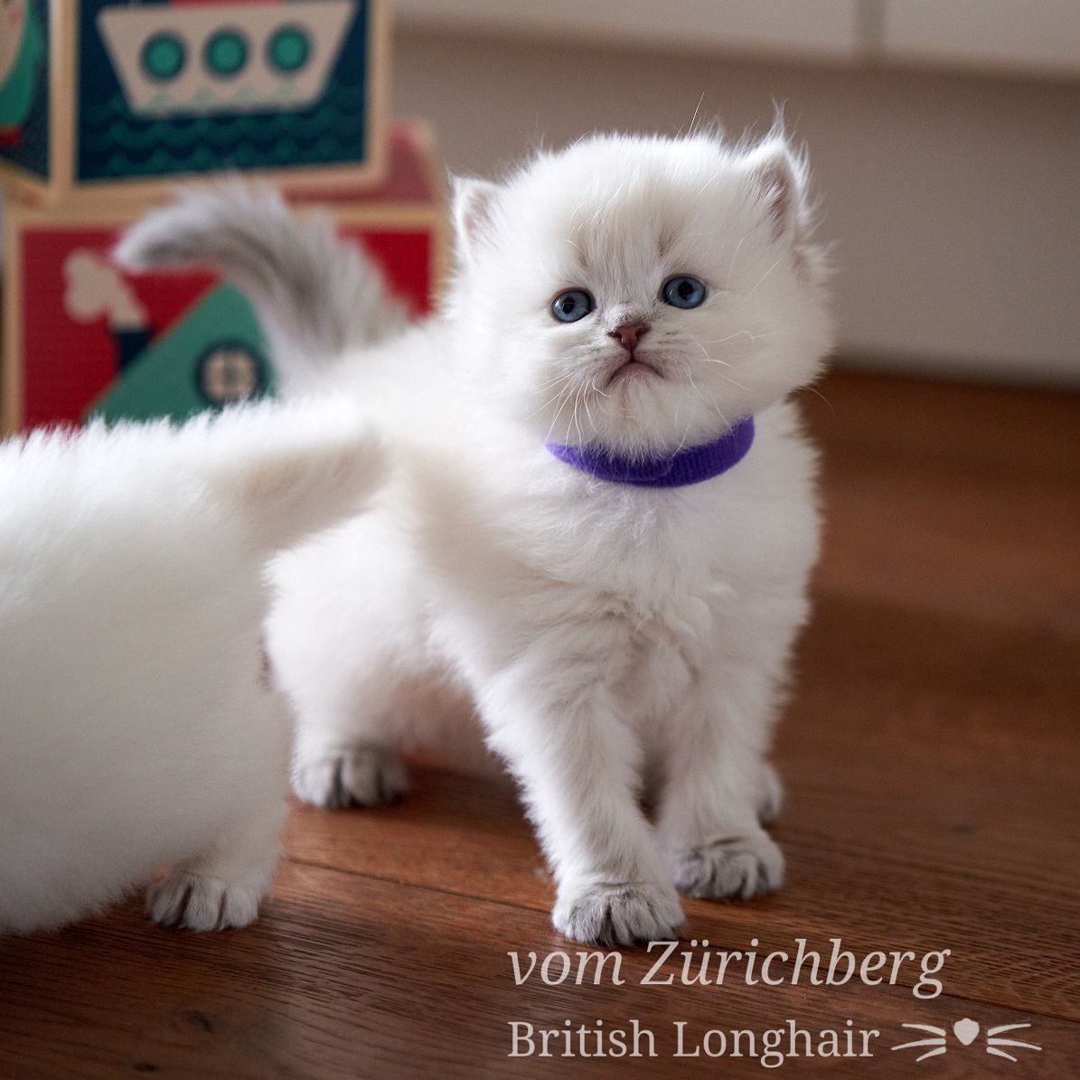 Chatons Litter E_2018-03-101