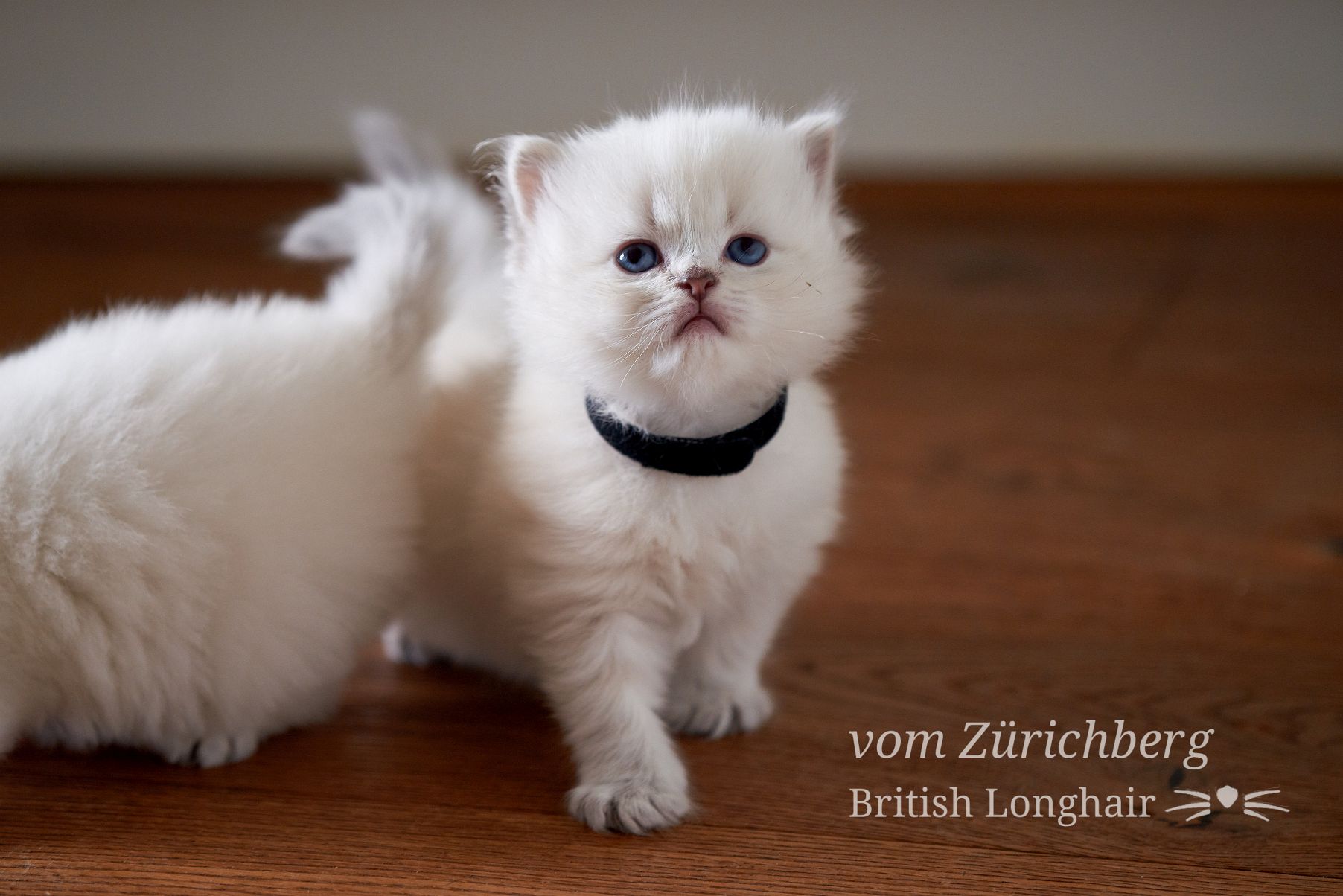 Chatons Litter E_2018-03-102