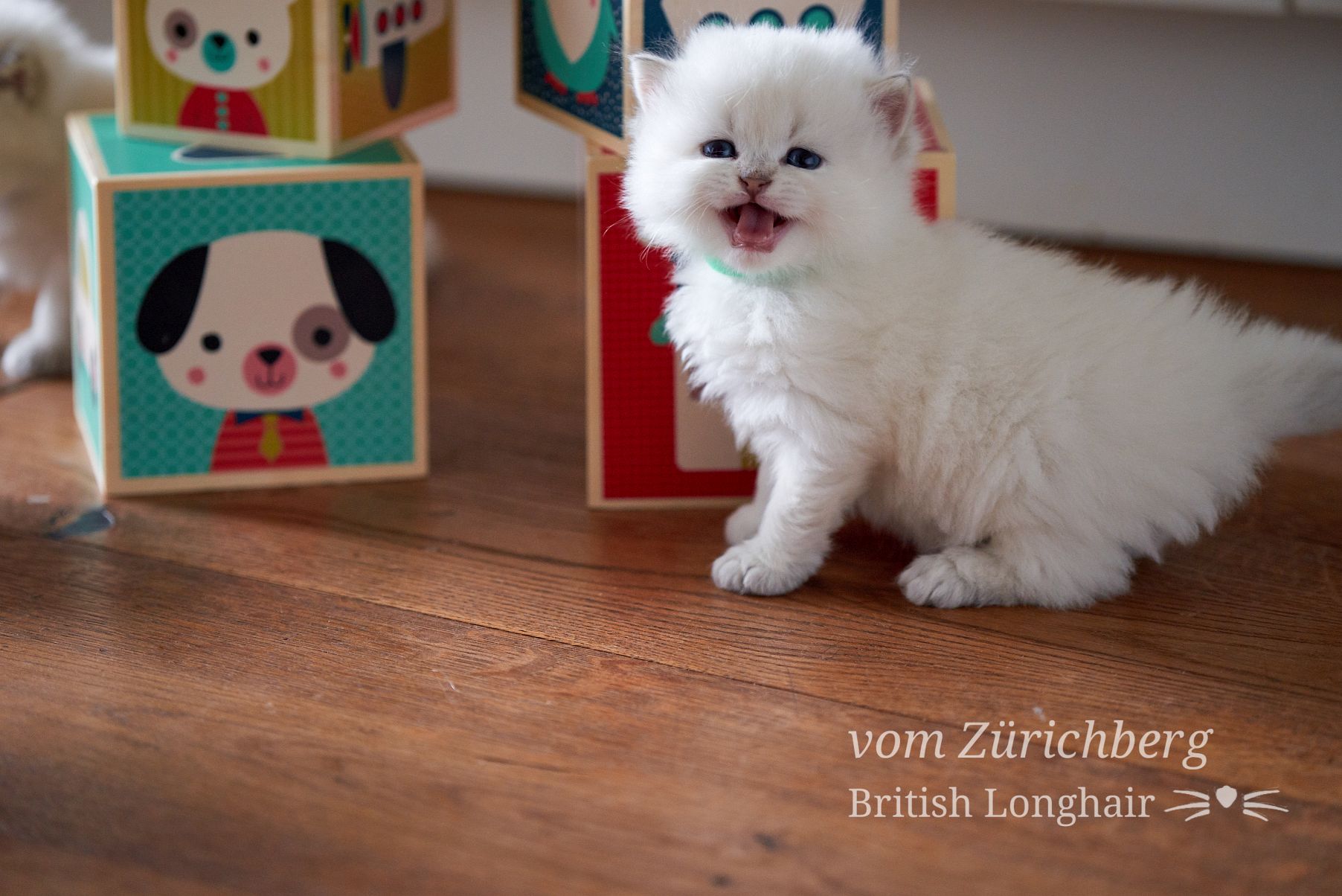 Chatons Litter E_2018-03-103