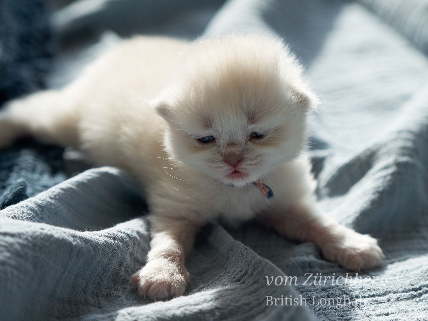 Chatons Litter O_2018-02-002