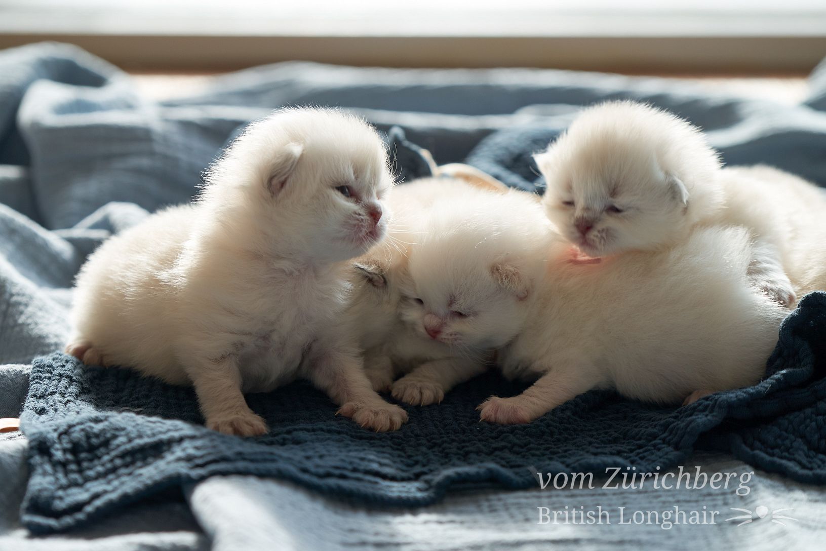 Chatons Litter O_2018-02-003