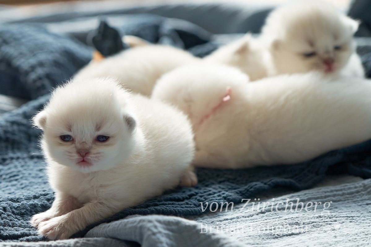 Chatons Litter O_2018-02-007