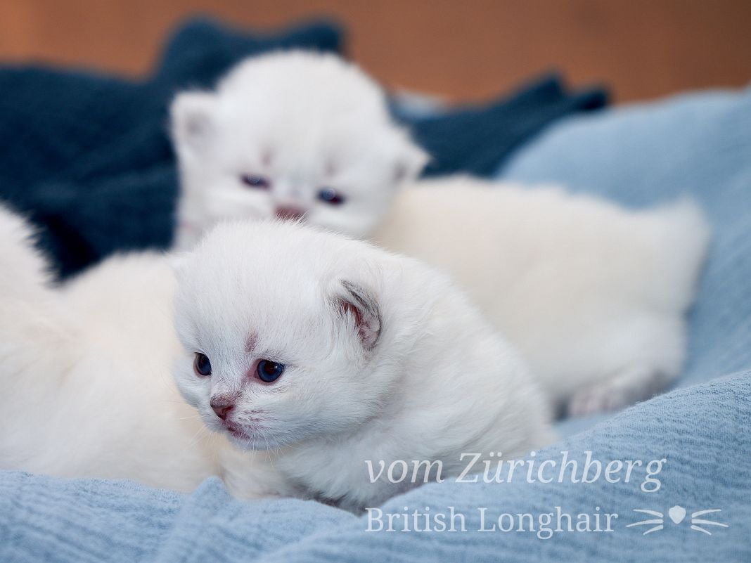 Chatons Litter O_2018-03-012