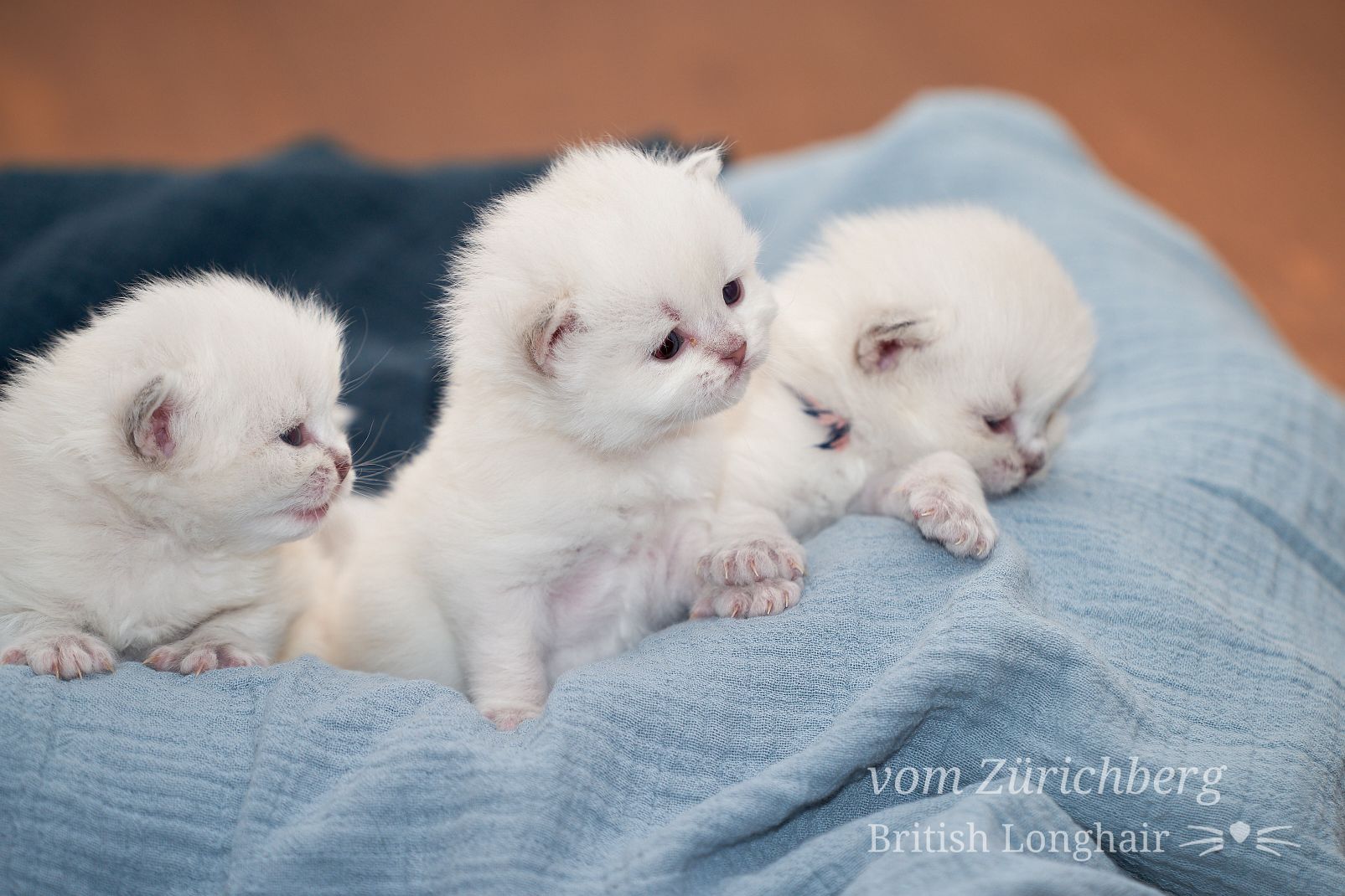 Chatons Litter O_2018-03-014