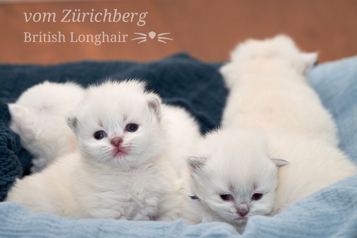 Chatons Litter O_2018-03-017