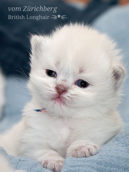 Chatons Litter O_2018-03-018