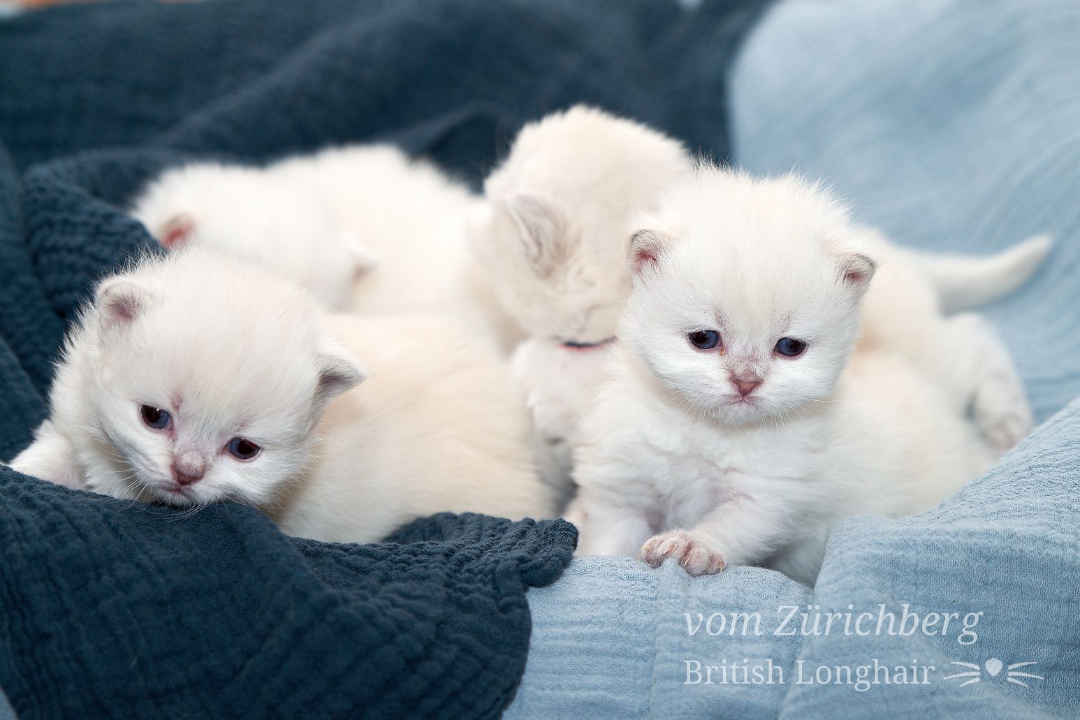 Chatons Litter O_2018-03-022