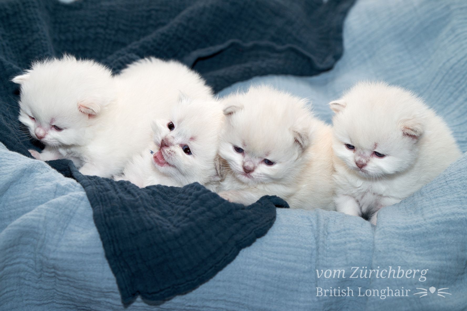 Chatons Litter O_2018-03-023