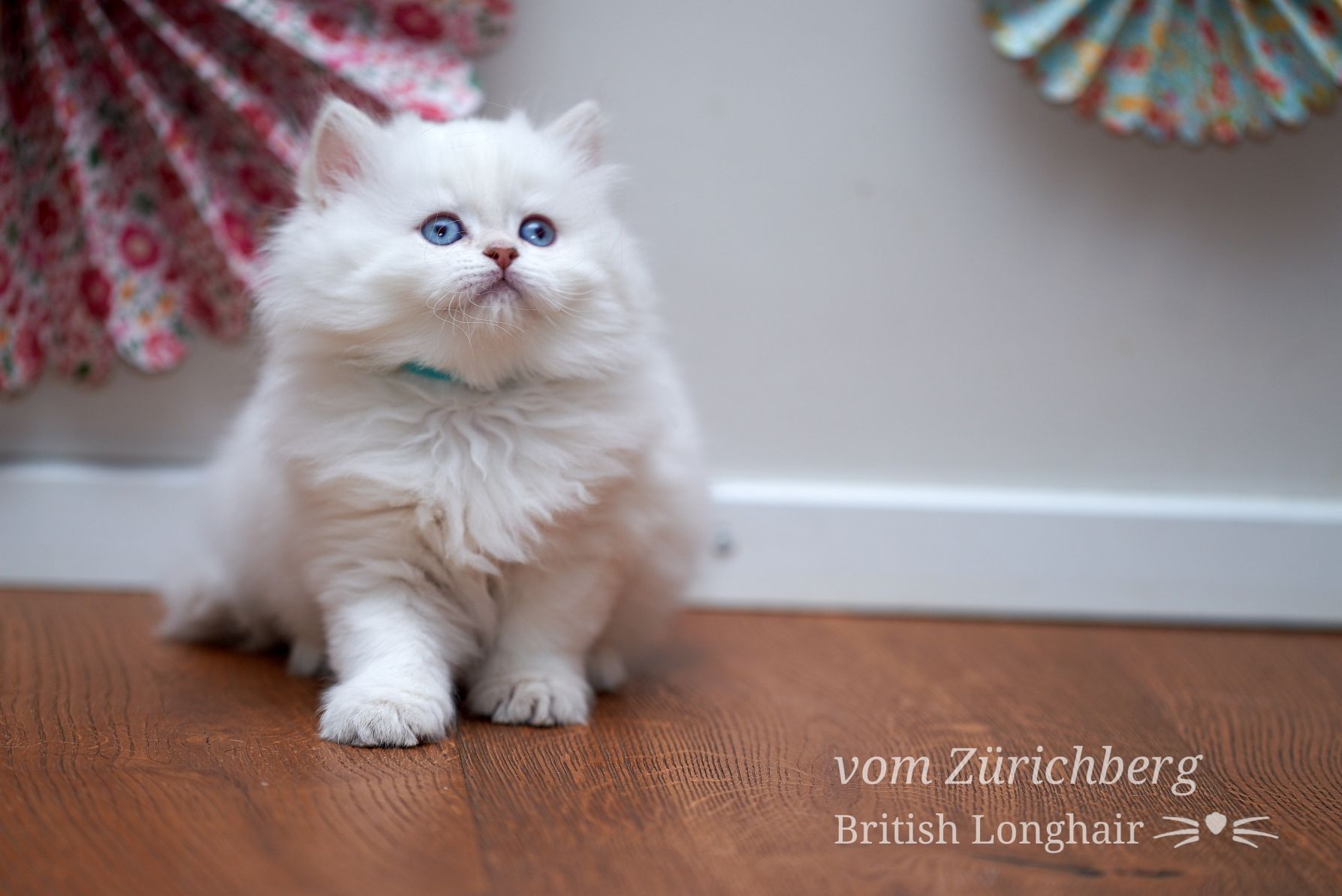 Chatons Litter E_2018-04-100