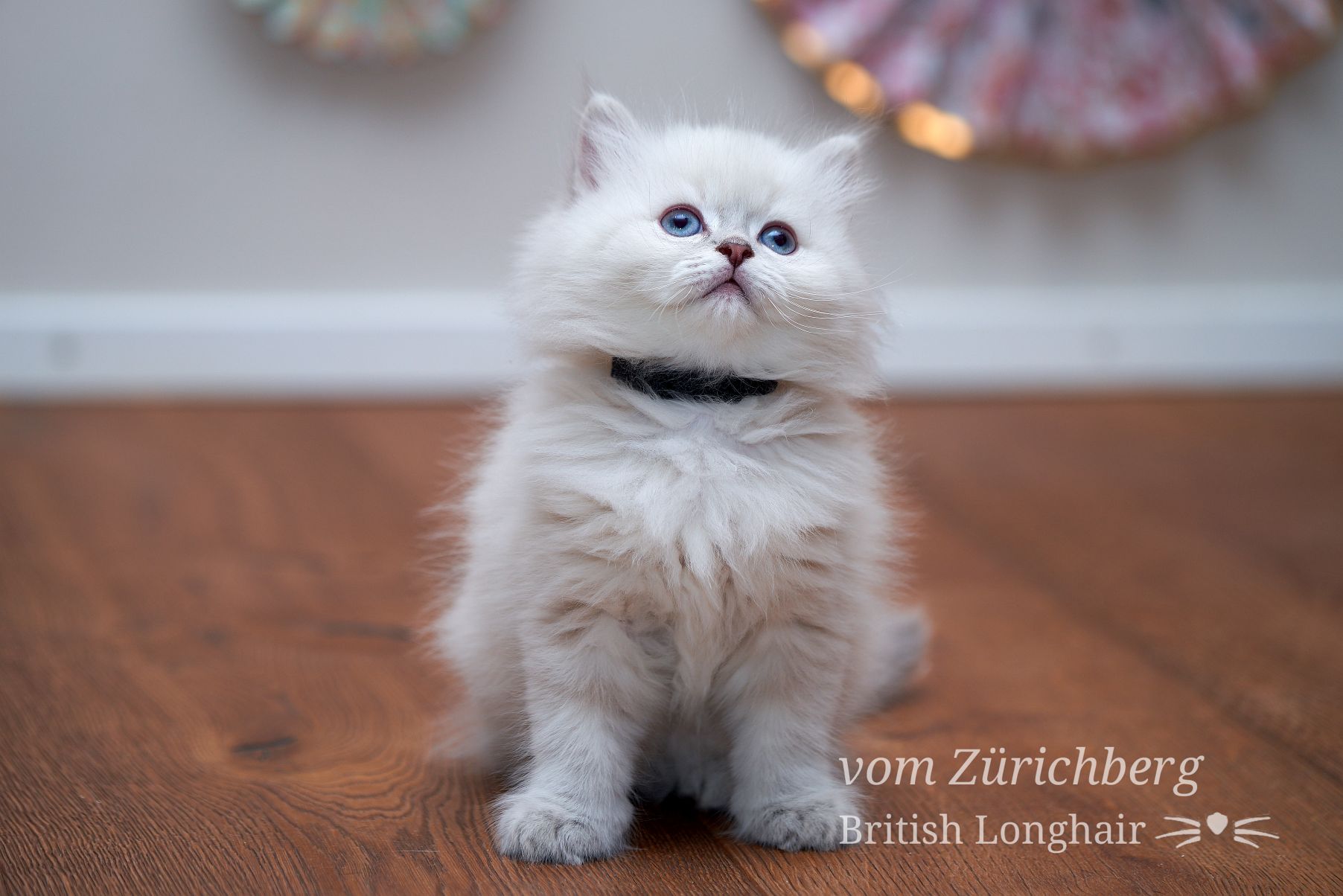 Chatons Litter E_2018-04-106