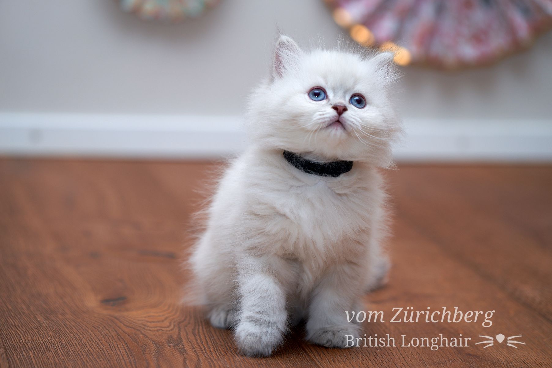 Chatons Litter E_2018-04-107
