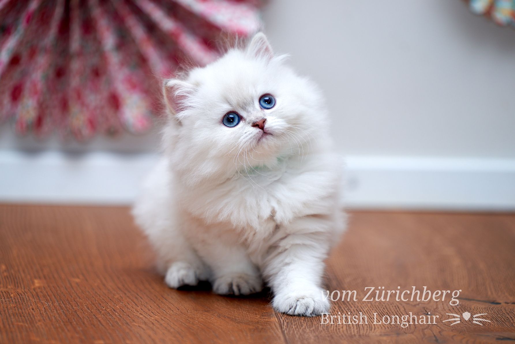 Chatons Litter E_2018-04-116