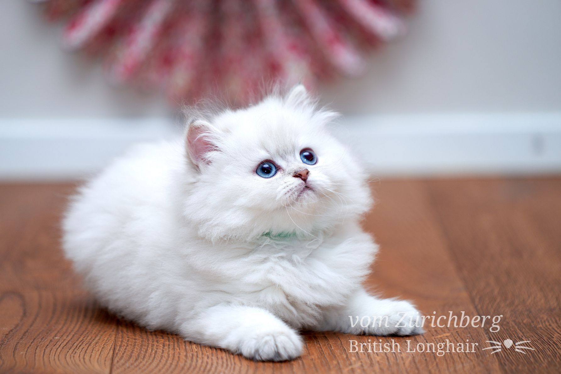 Chatons Litter E_2018-04-121