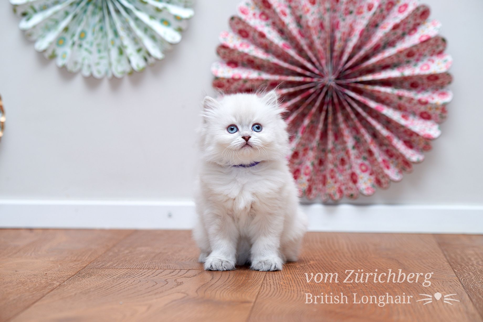Chatons Litter E_2018-04-123
