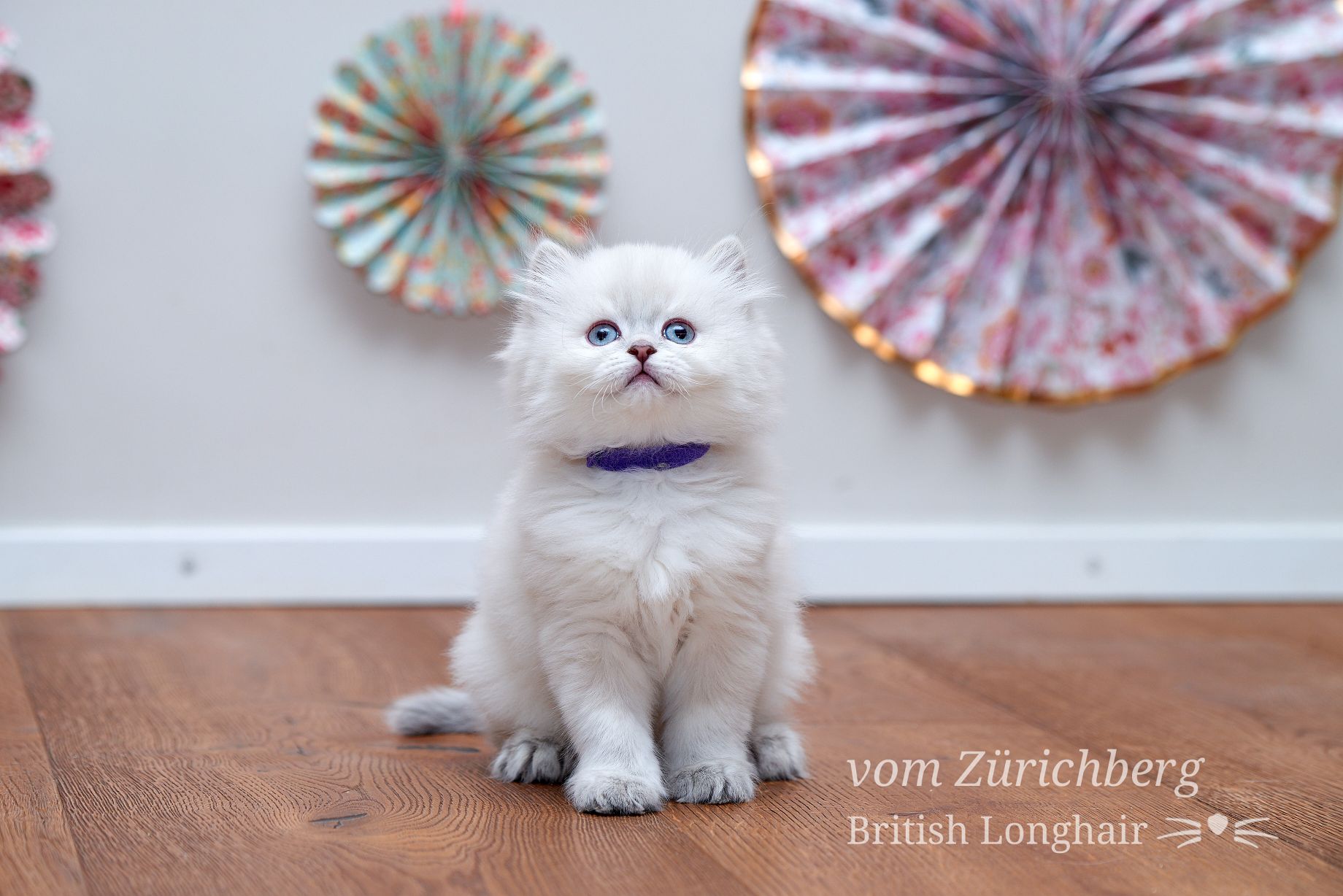 Chatons Litter E_2018-04-125