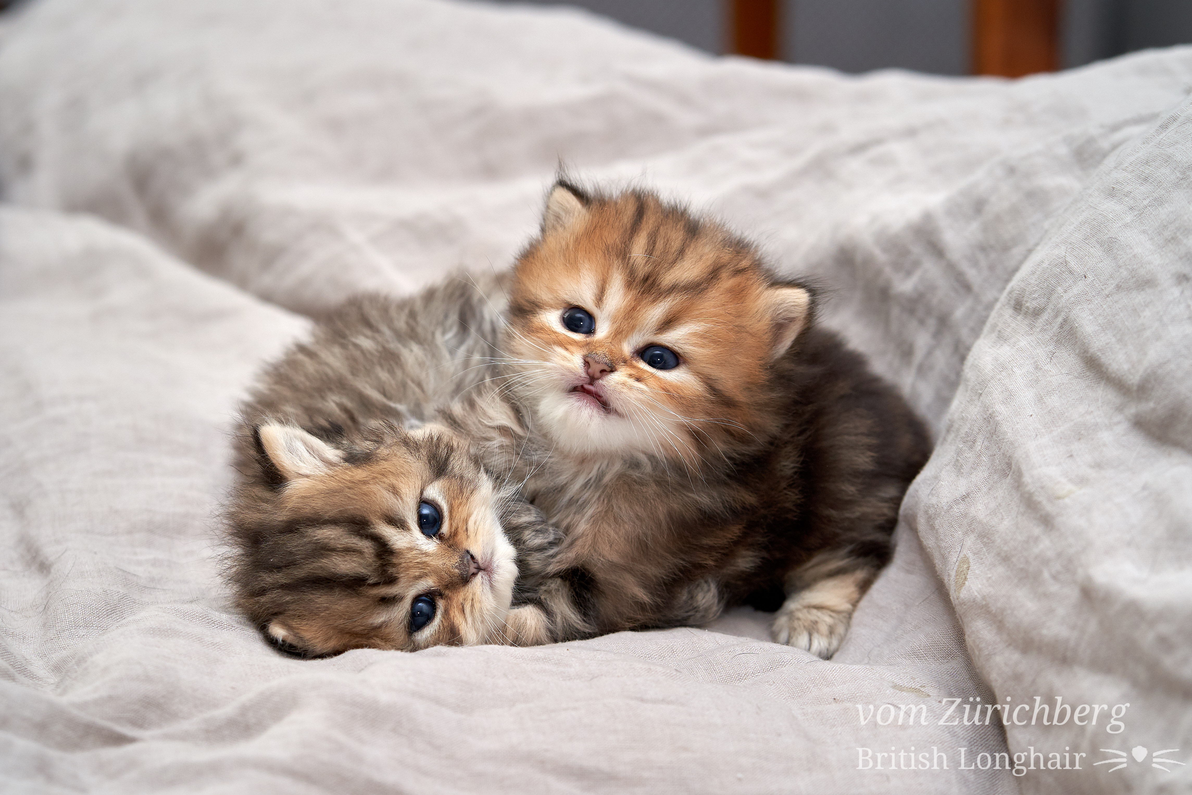 Chatons Litter E2_2018-10-112