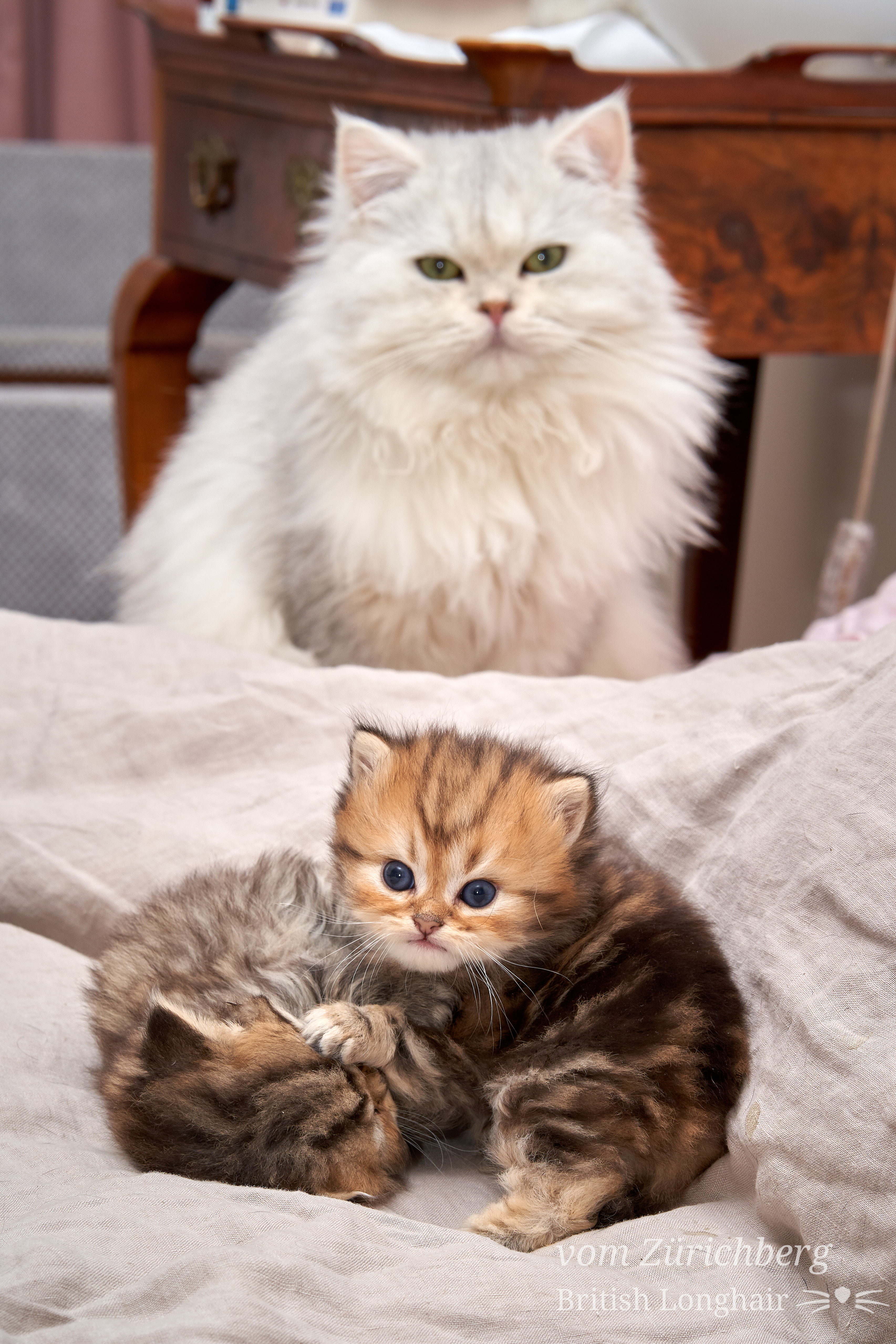 Chatons Litter E2_2018-10-113