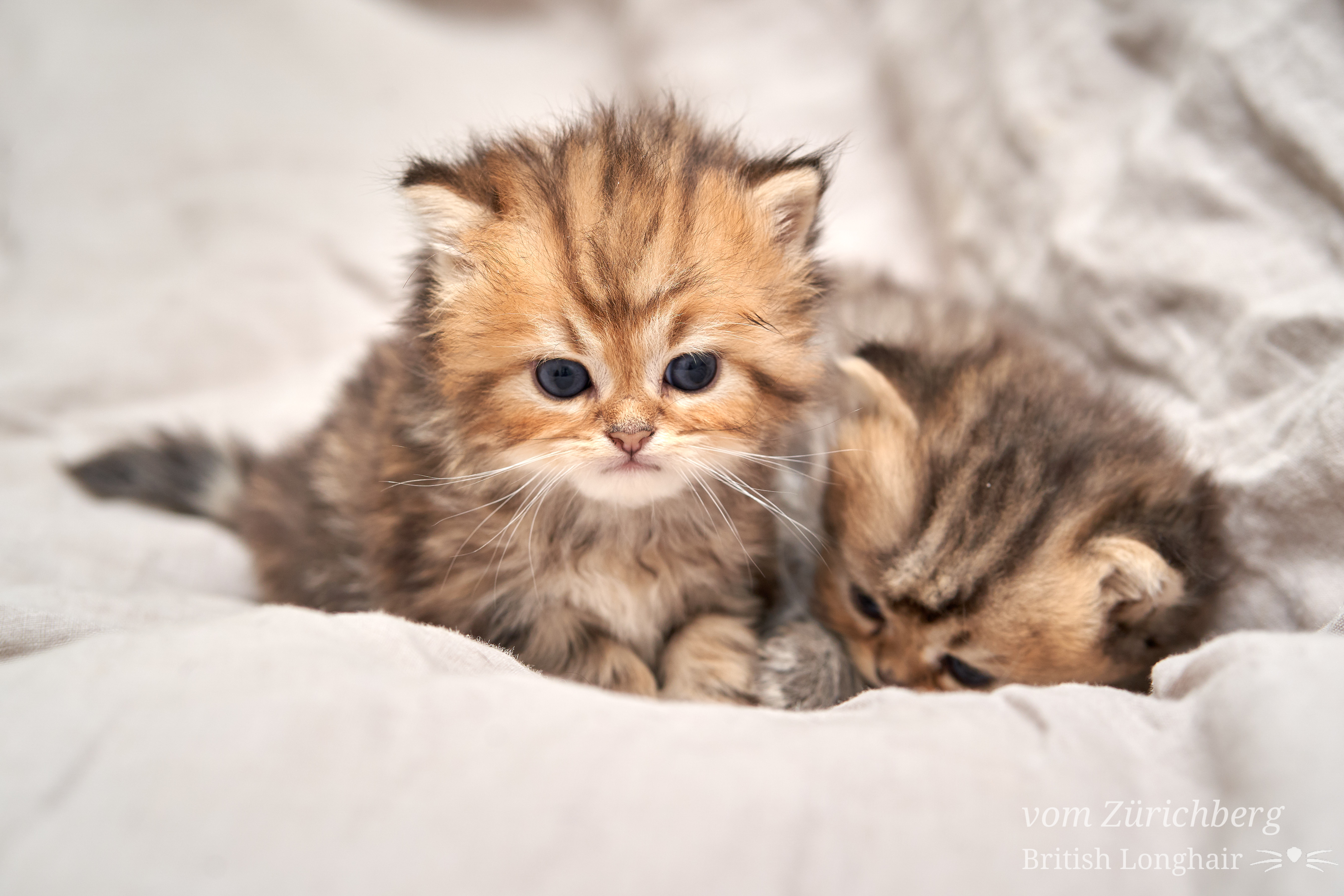 Chatons Litter E2_2018-10-115