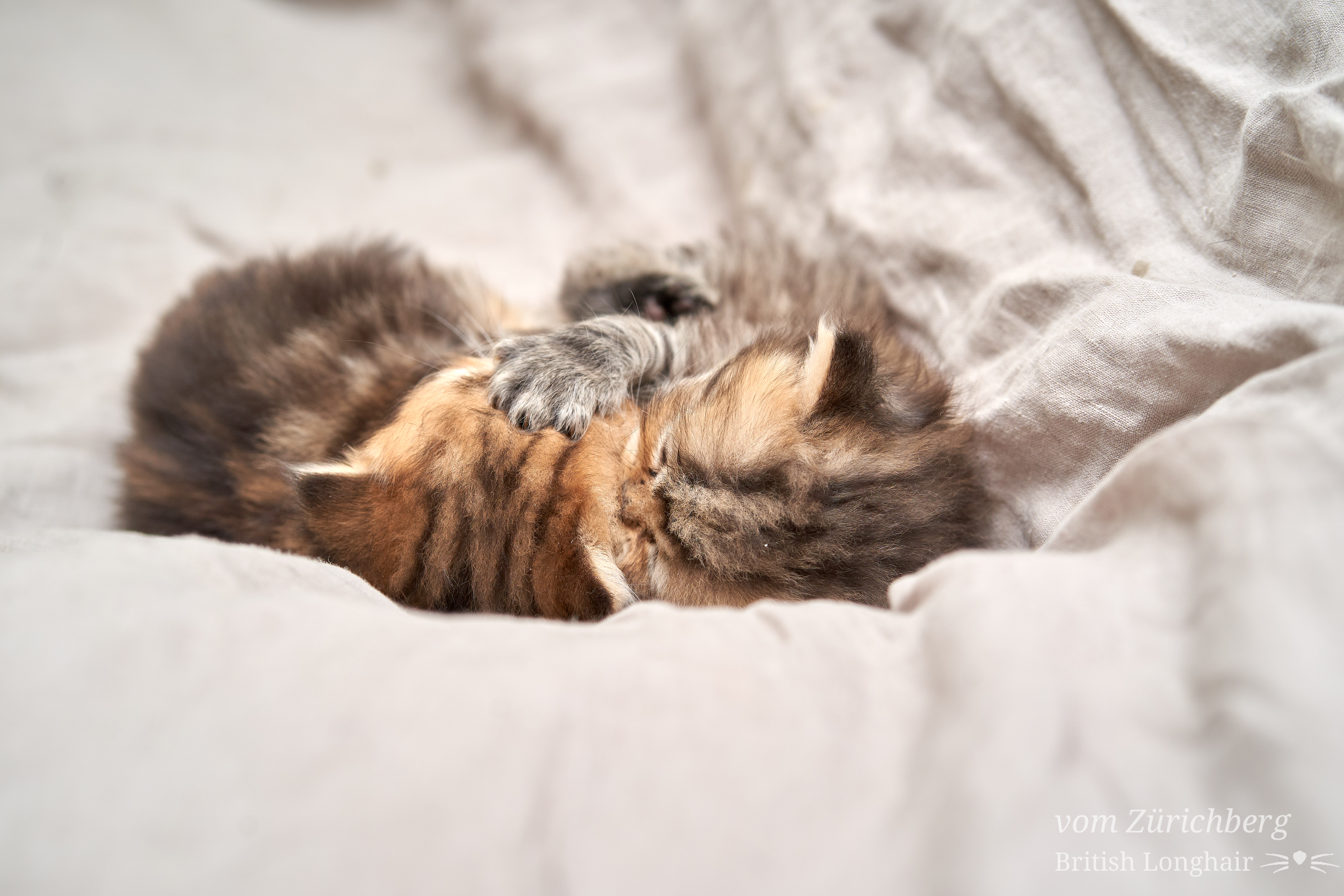 Chatons Litter E2_2018-10-117