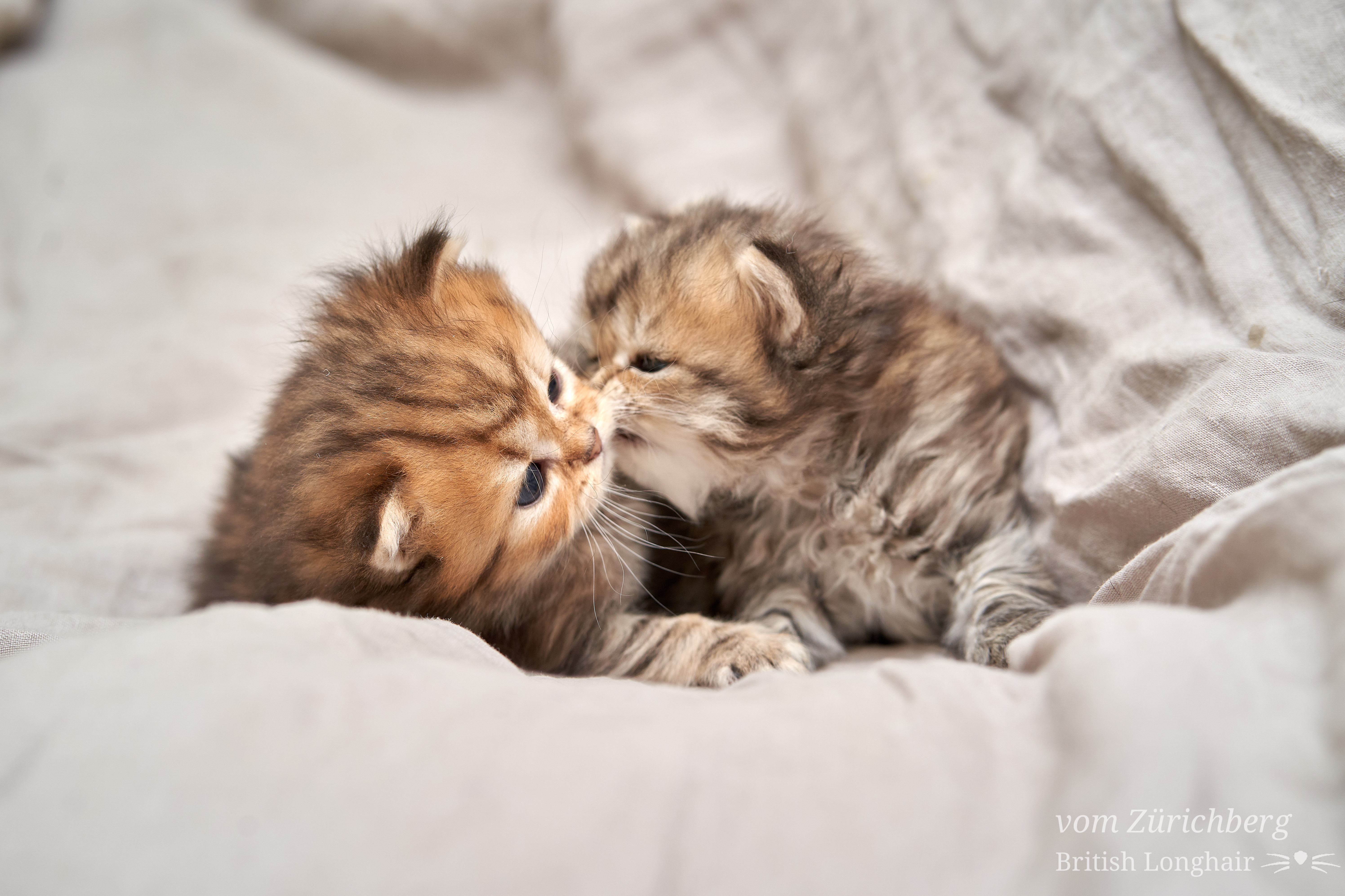 Chatons Litter E2_2018-10-118