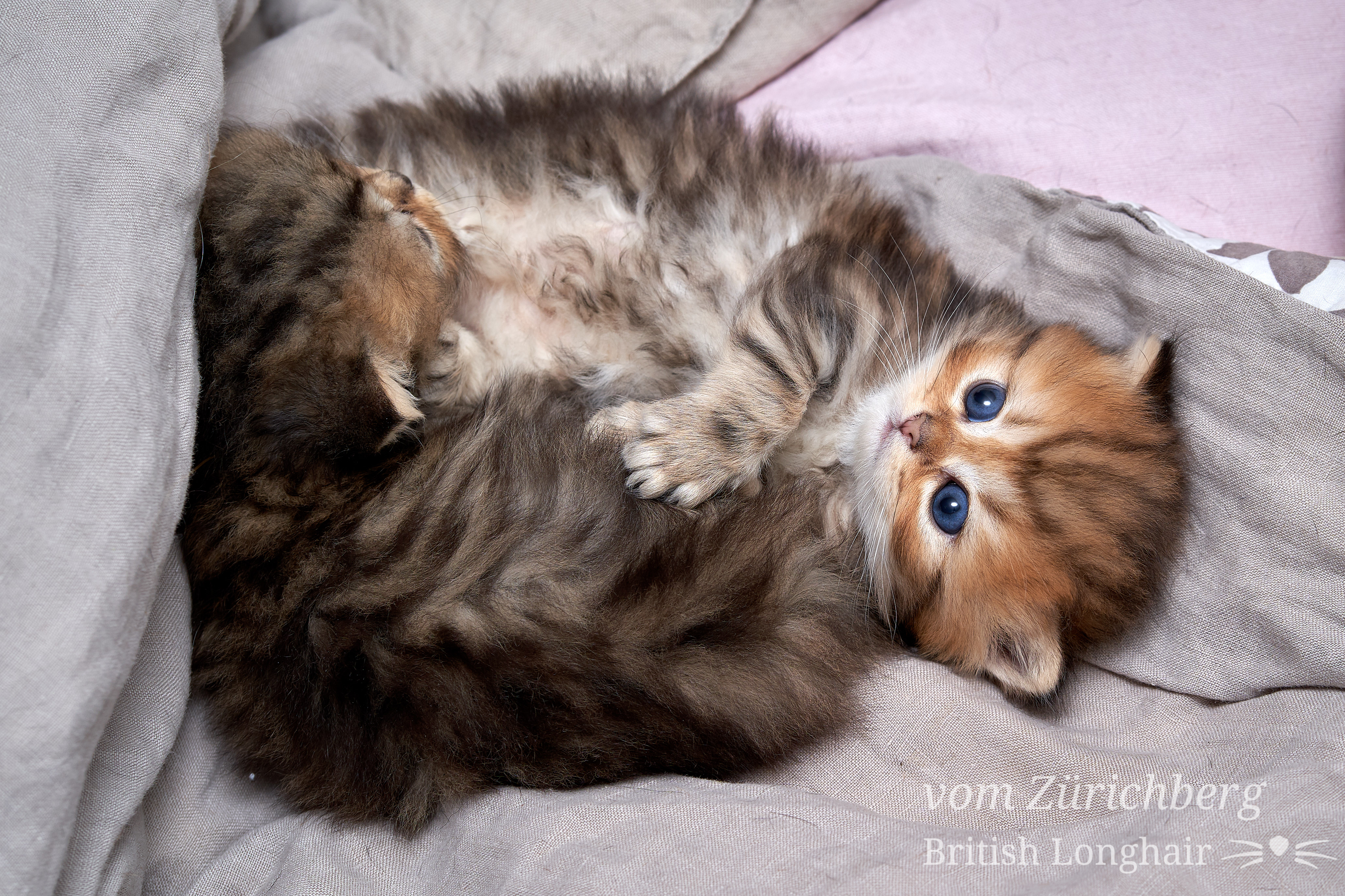 Chatons Litter E2_2018-10-119