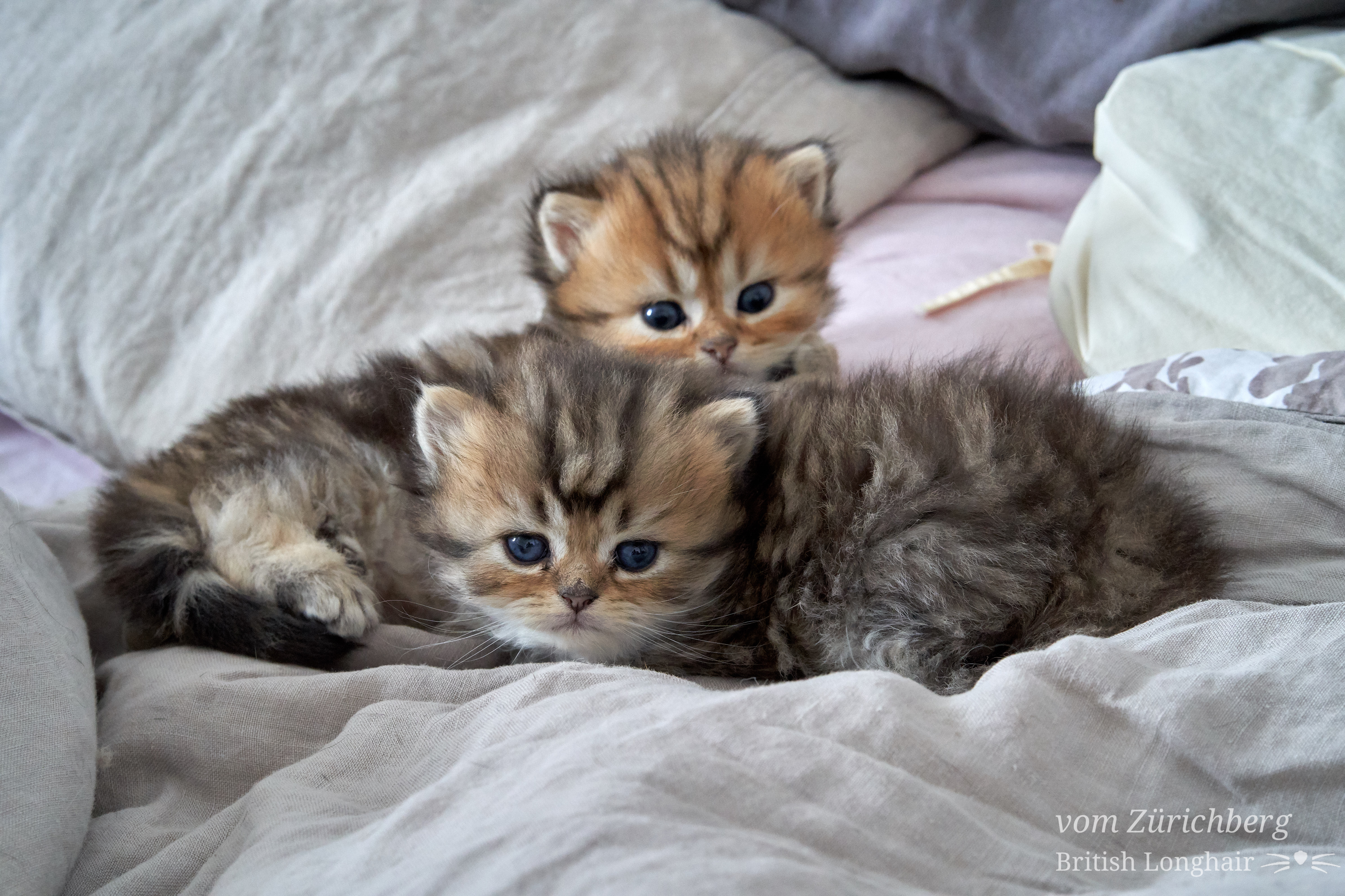 Chatons Litter E2_2018-10-120