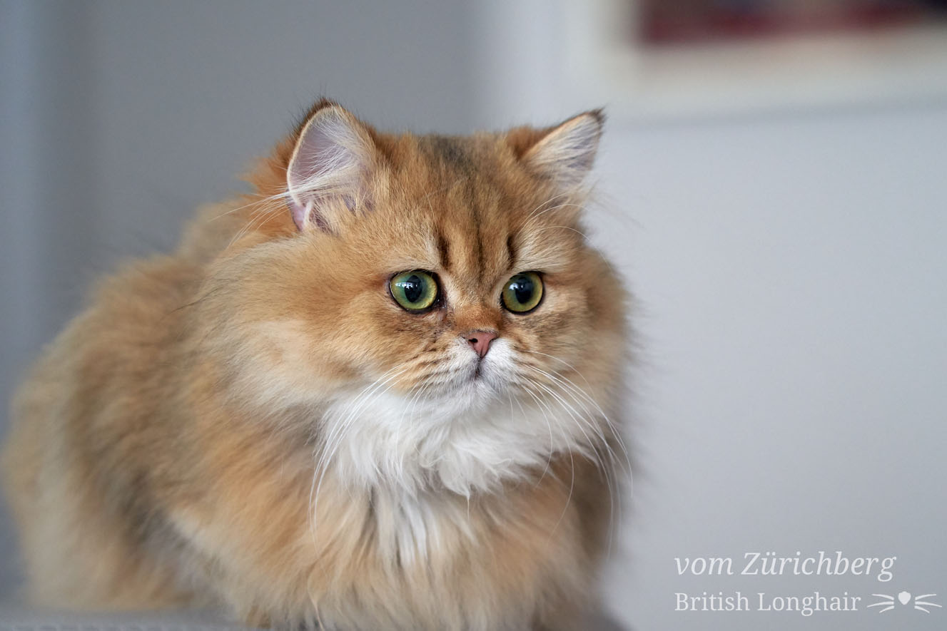 Faustine_2019-01-10802