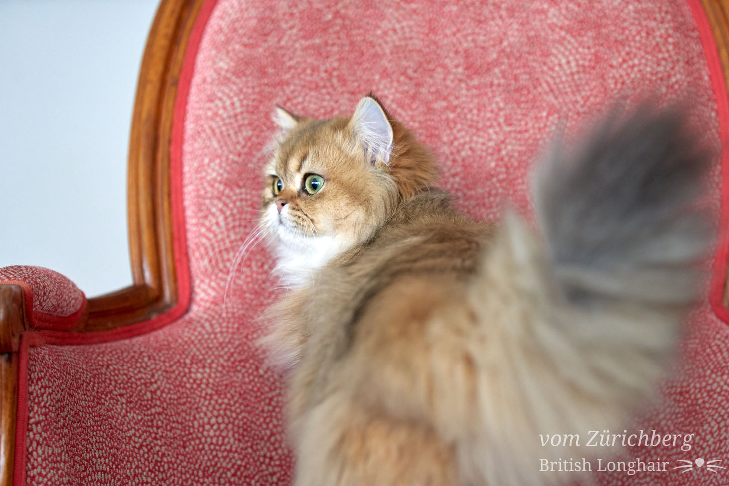 Faustine_2019-01-11604