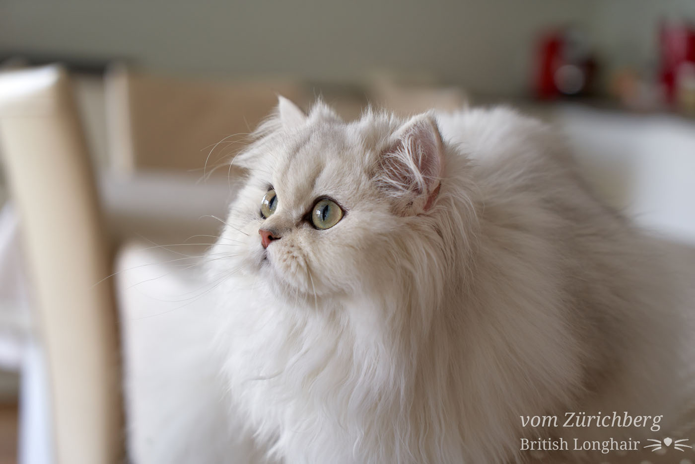 Orfée_2019-02-20003