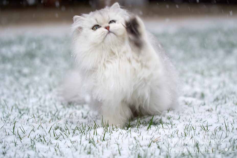 Image007