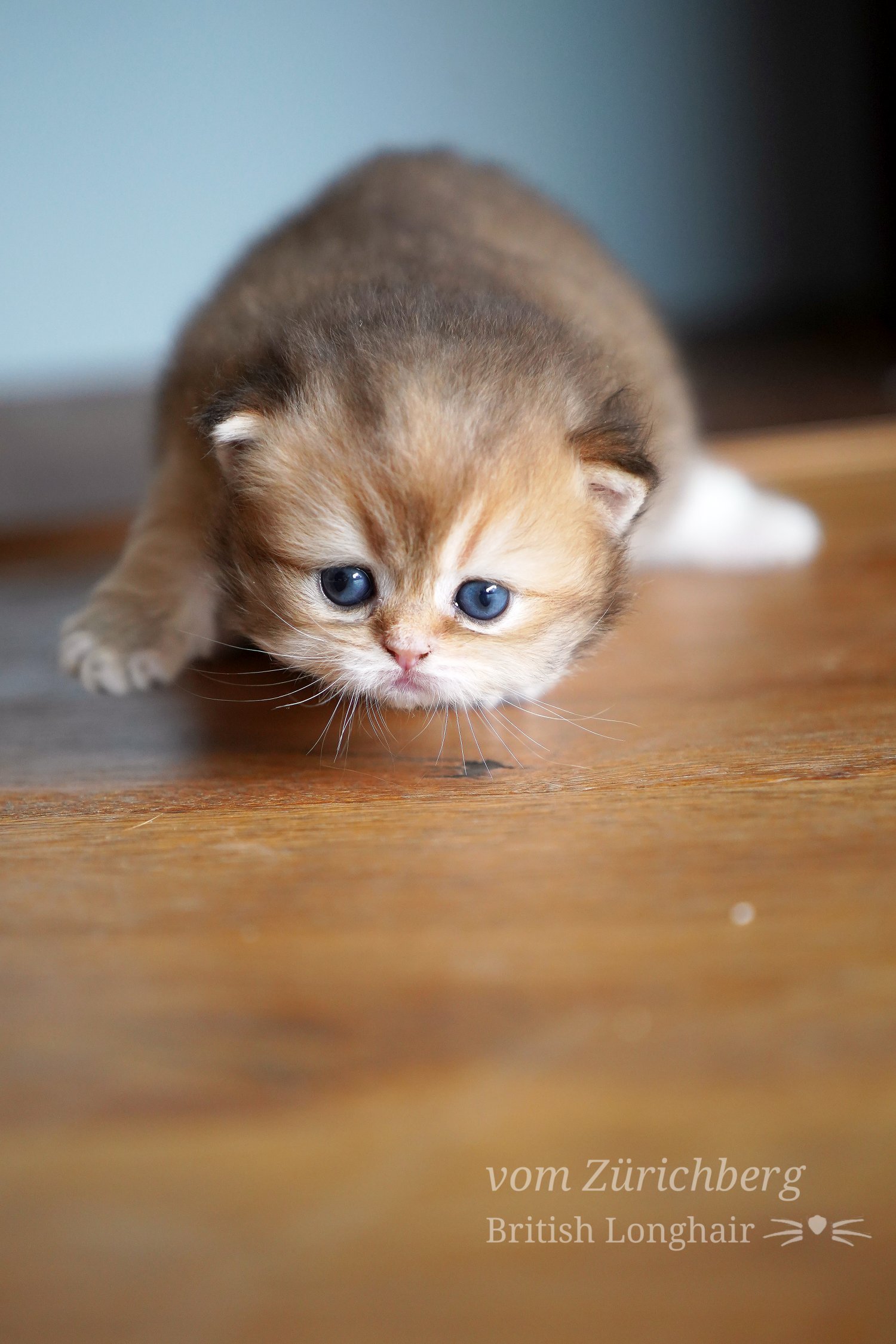 Boheme Litter F2_2019-10-208