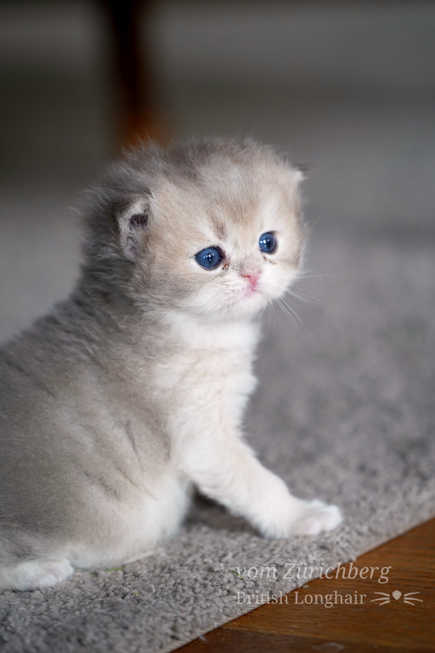 Boheme Litter F2_2019-10-211