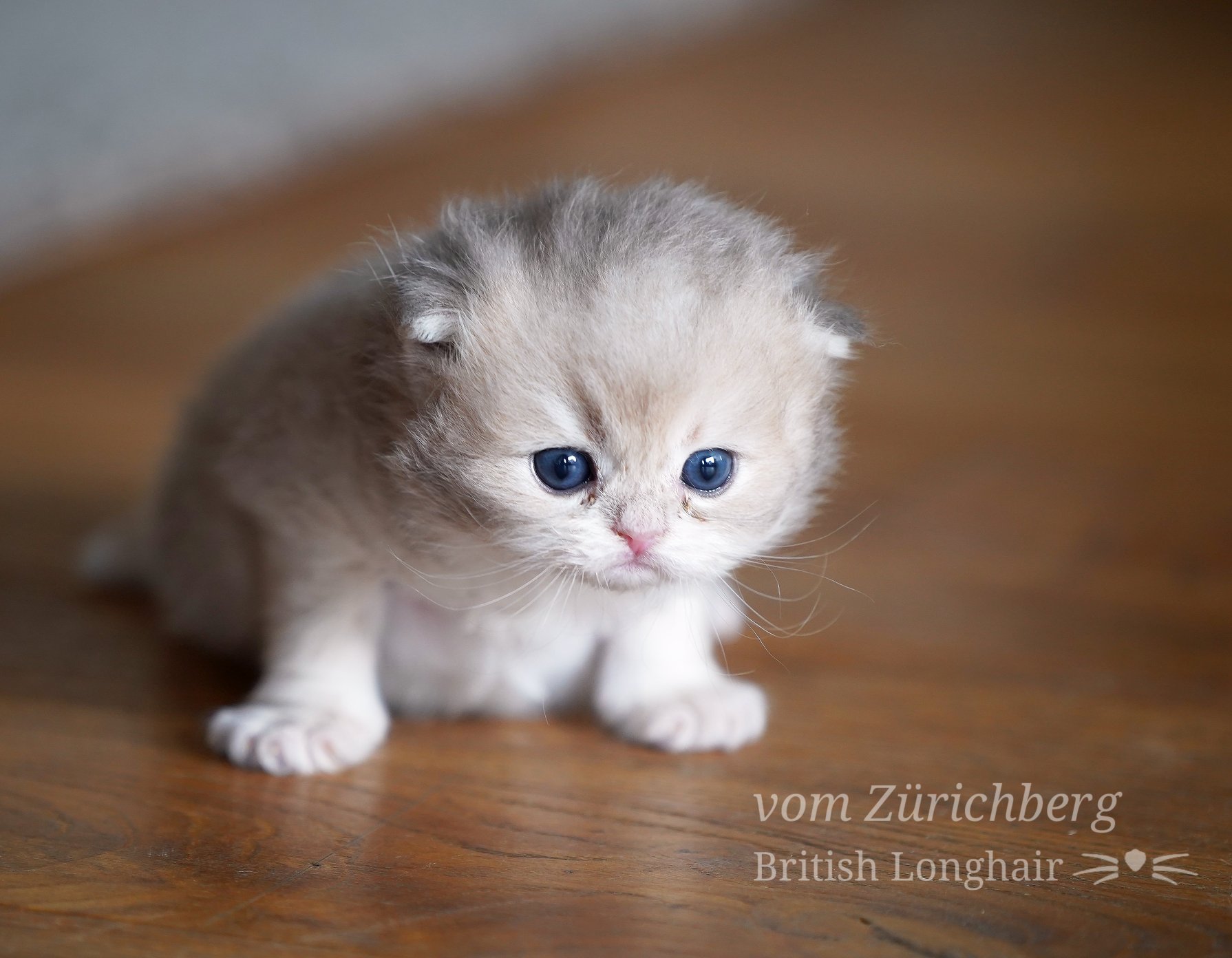 Boheme Litter F2_2019-10-212