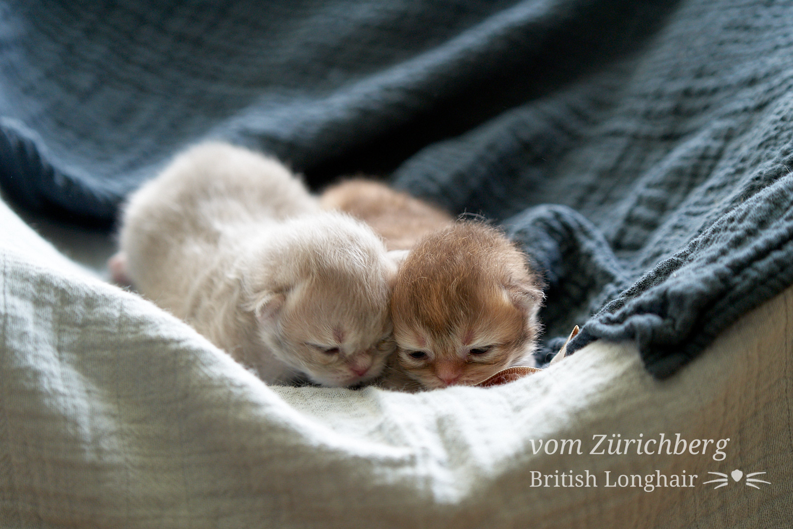 Faustine Litter F3_2019-10-008