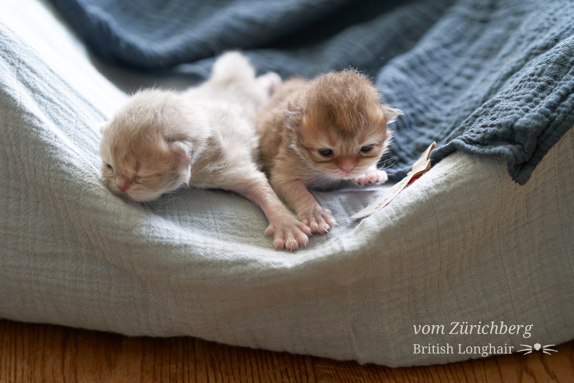 Faustine Litter F3_2019-10-009