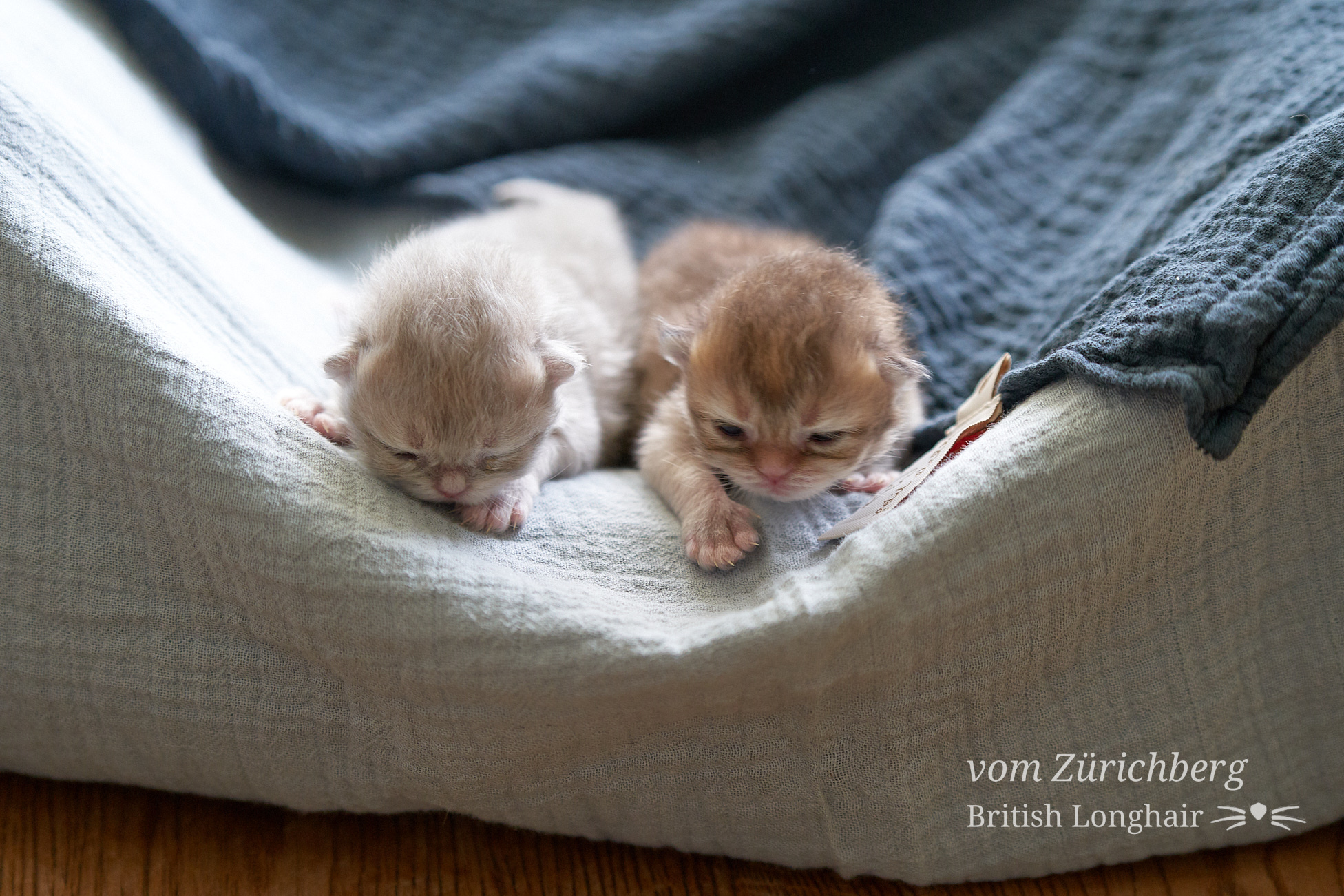 Faustine Litter F3_2019-10-010